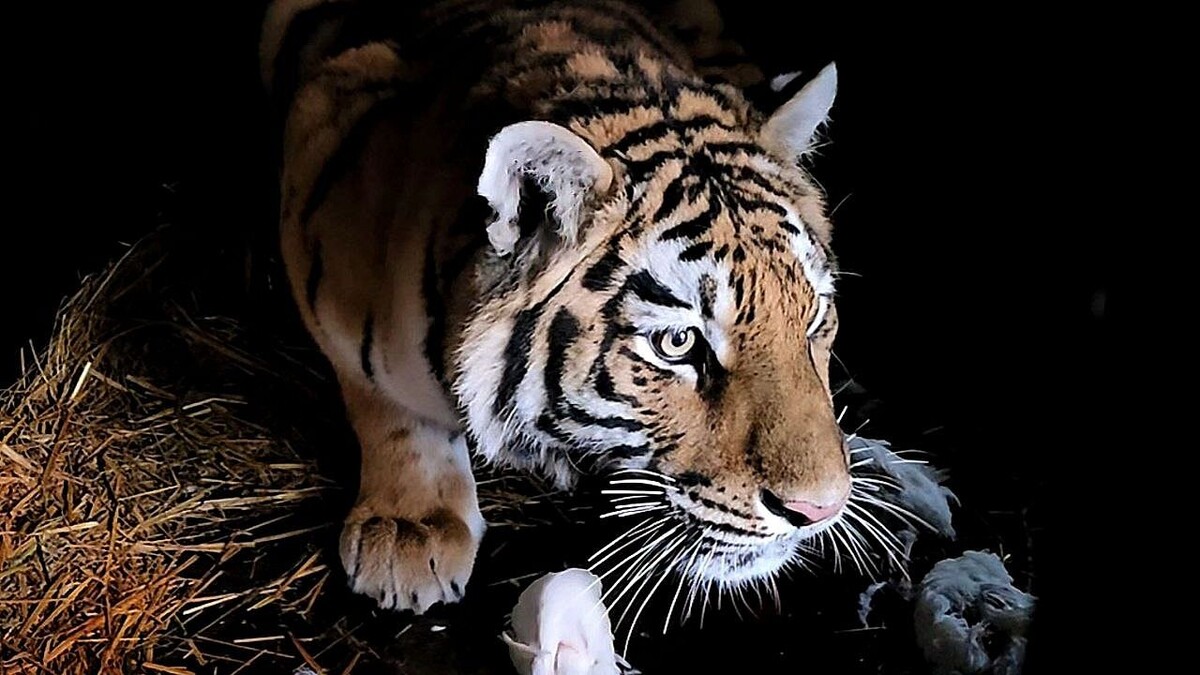    фото: t.me/tigerhouse_spb