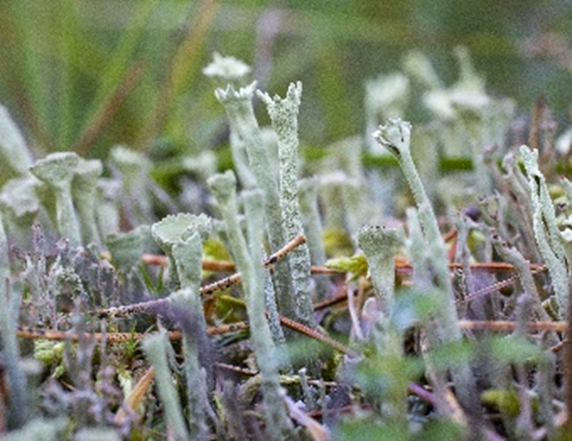 Изумительно красивый лишайник Кладония неравномерная. Высота 10-20 мм. Западный Саян между Тувой и Хакасией. Фото автора.