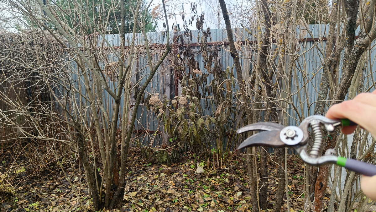 Обрезала посконник