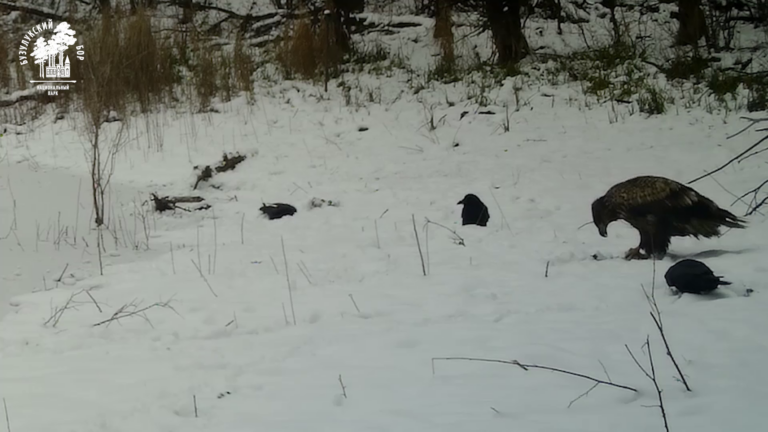    В Бузулукском бору в объектив фотоловушки попал краснокнижный орлан-белохвост Кристина Просвиркина