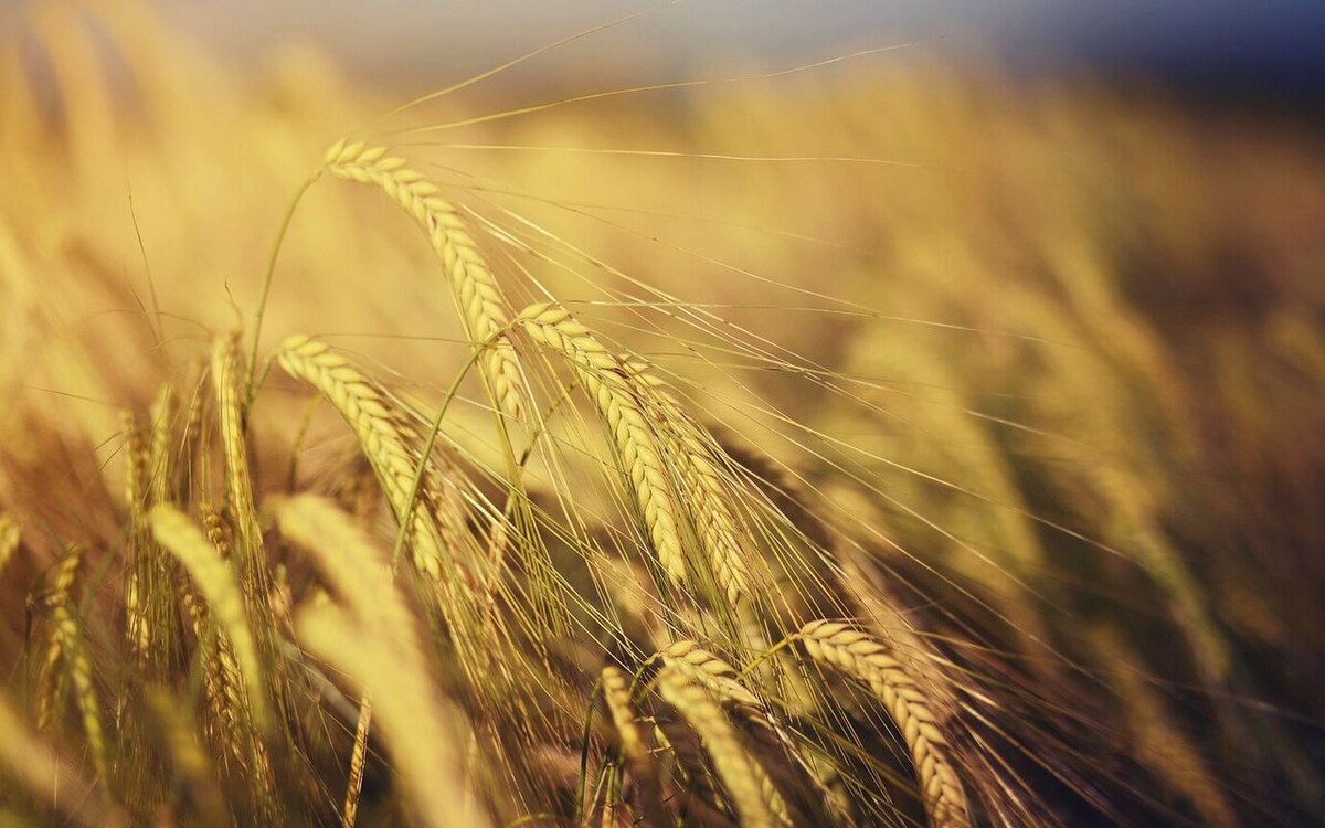    «Русагро» поглотила «Агро-Белогорье» от jplenio1 на Freepik