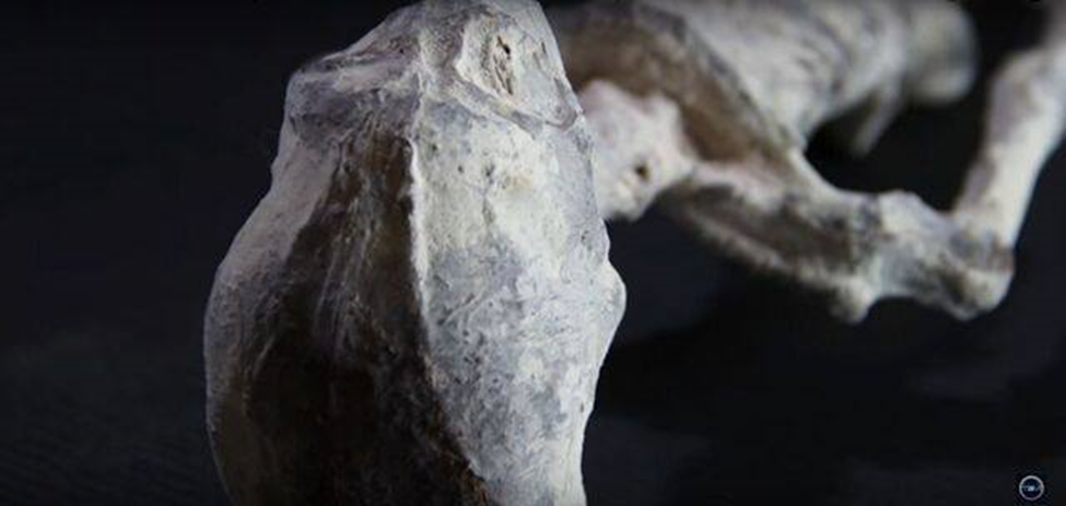 Череп гуманоидной рептилии "Тридактеля"  с местом под гребень.