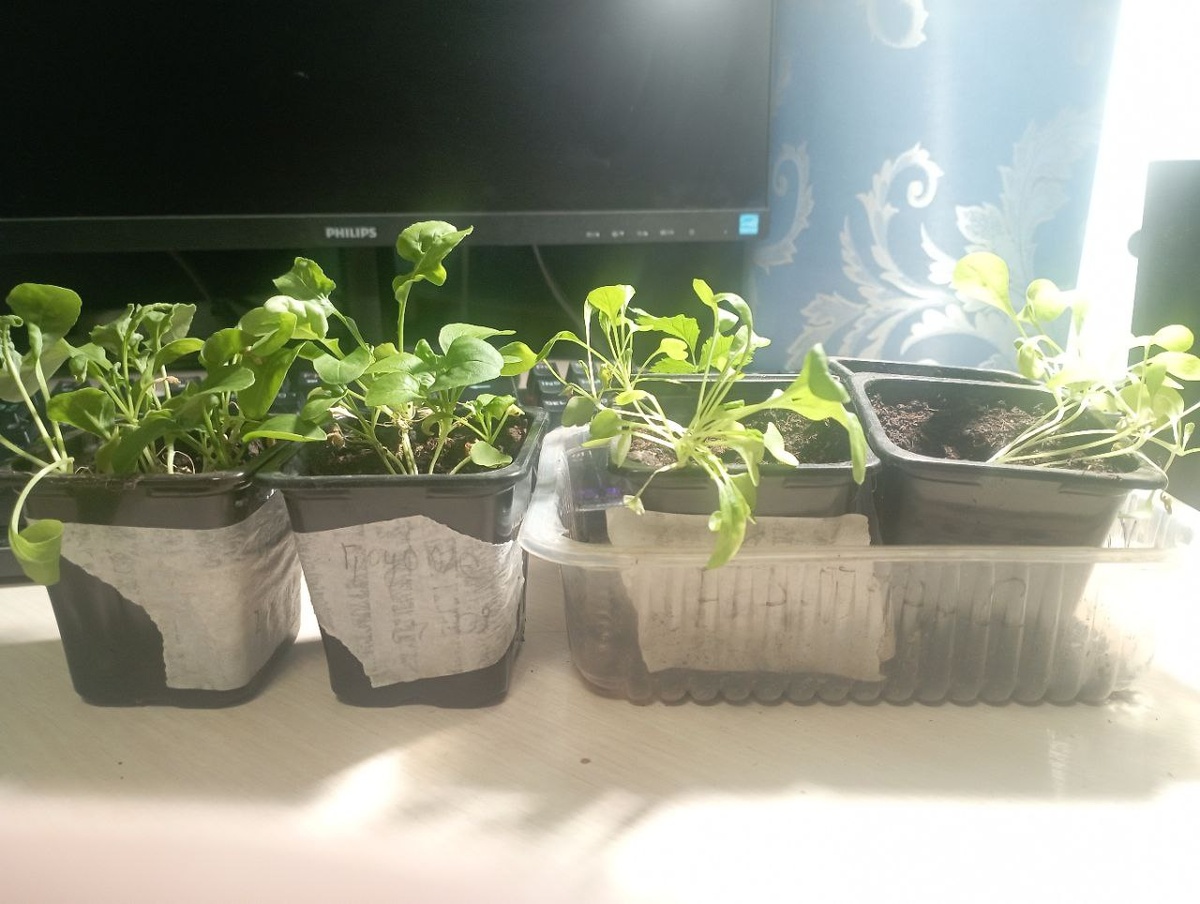 Справа - рукола, которая росла на окне, слева - рукола, которая росла в гроубоксе( лампа белого спектра с добавлением красных светодиодов общей мощностью 60ватт. Площадь гроубокса - 0.36м2.