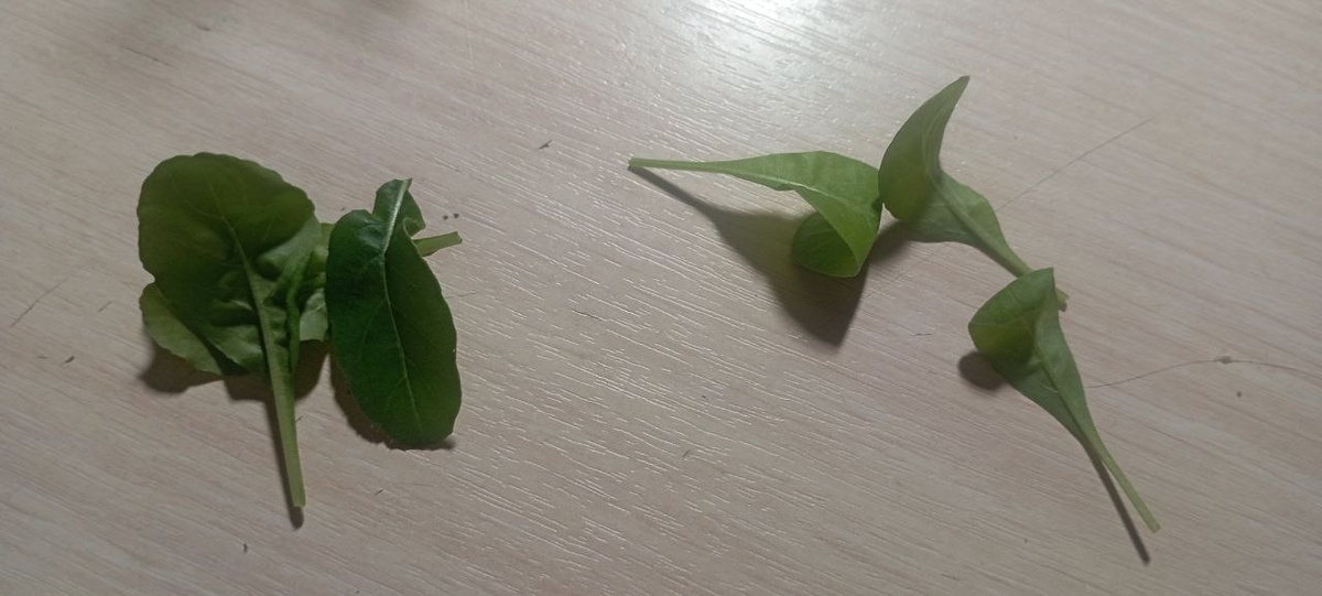 Справа - окно, слева - гроубокс.