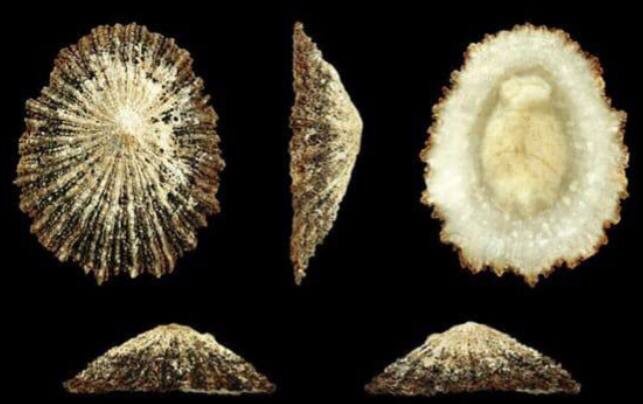    Фото: пресс-служба Сочинского географического общества