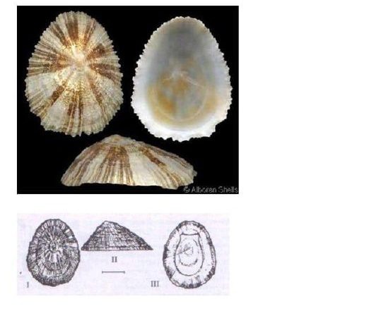    Фото: пресс-служба Сочинского географического общества