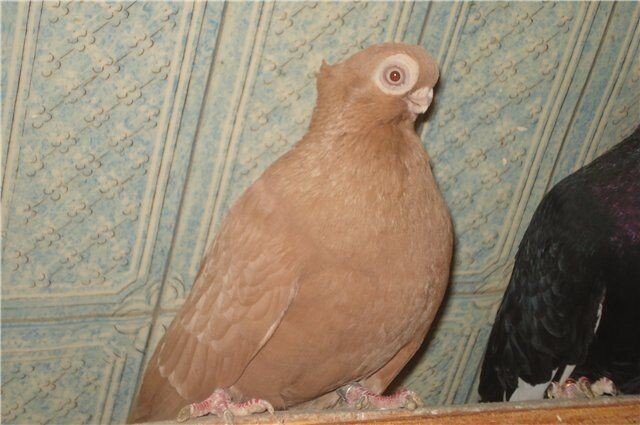 Голова кубическая, граненая. Лоб – широкий. Глаза большие, светло-серебристого цвета. Веки – белые. Широкий чуб. Оперение – красно-бурое. Оттенки варьируются от палевого до темно-кофейного. Клюв мощный, толстый, короткий.