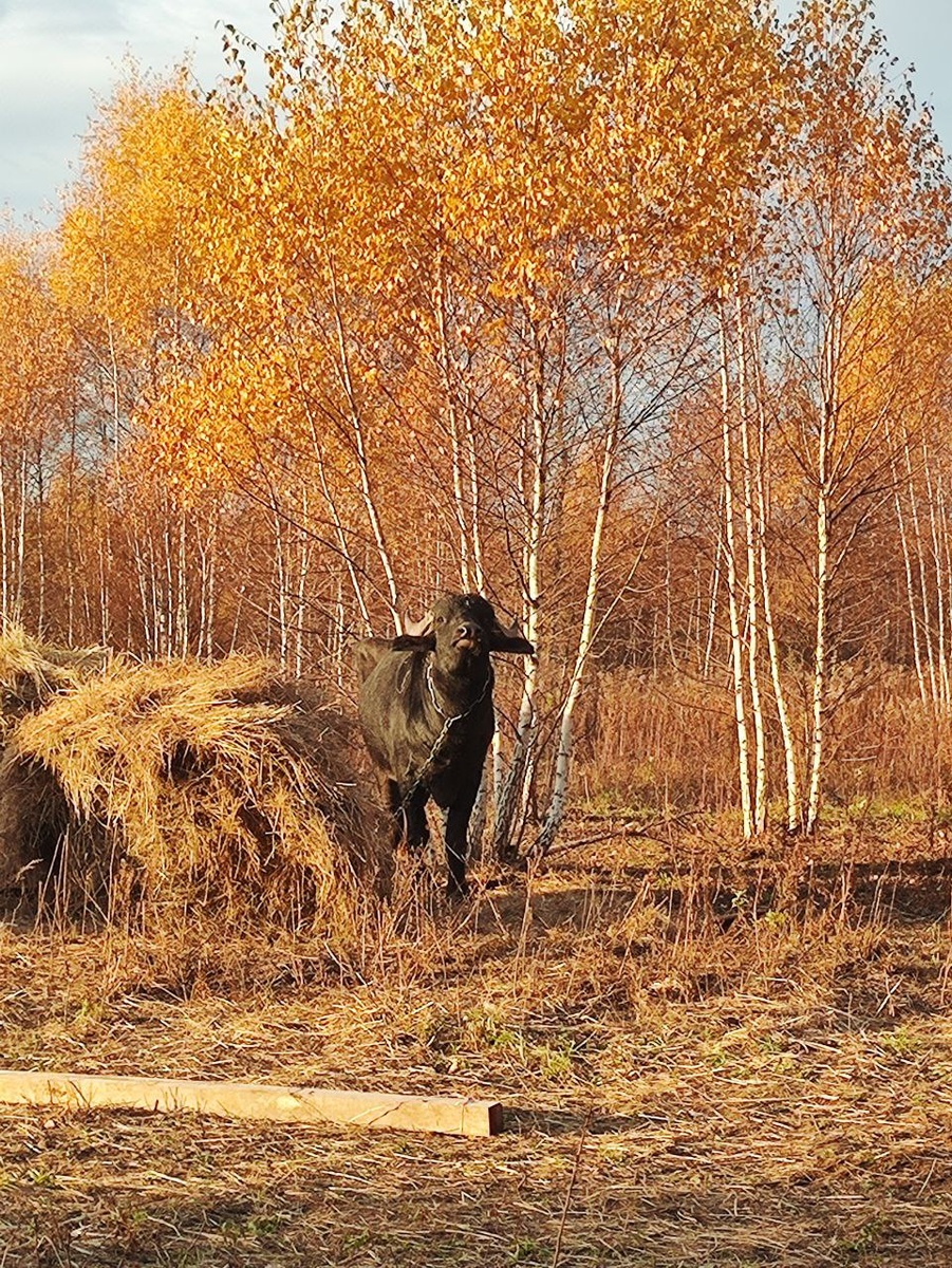 В дикой природе, конечно, всё иначе. Но у людей должно быть по-человечески