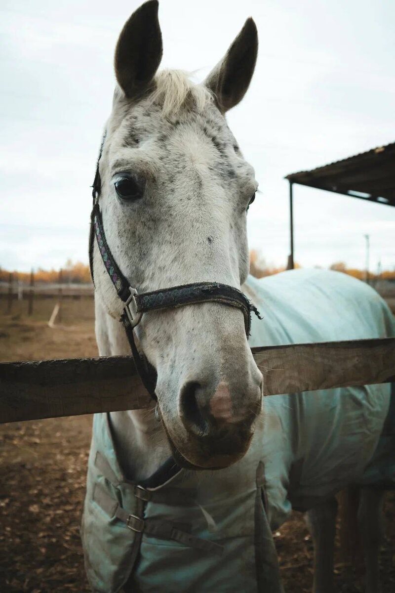Они очень умные и всё понимают
