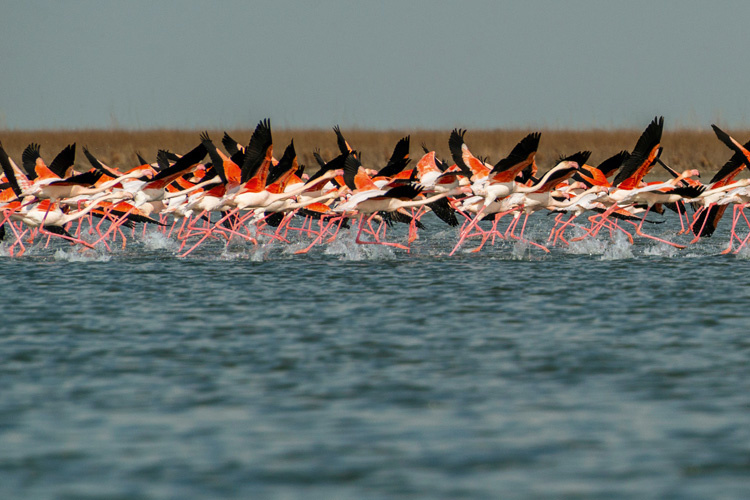 Фото: Эмиль Халилов