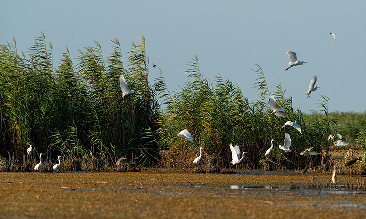 Малая белая цапля. Фото: Эмиль Халилов