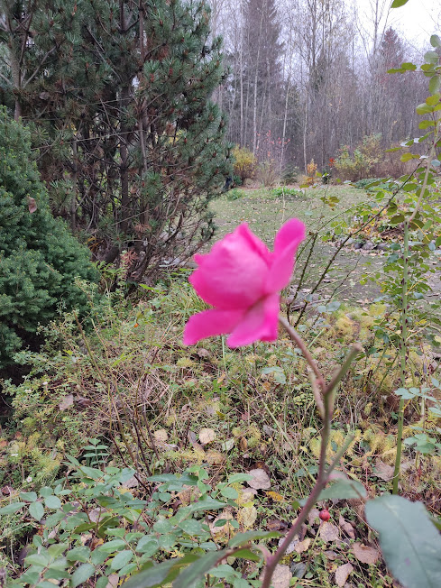 Поздняя осень