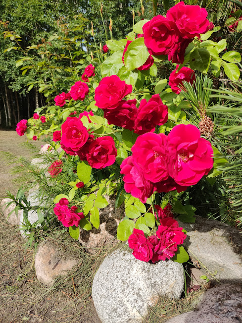 Так чудесно цветет роза "Фламентанц" после зимовки под укрытием. 