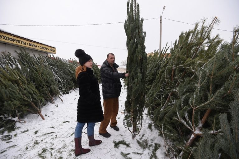    22 ёлочных базара будут работать в Оренбурге в этом году Оренбуржье