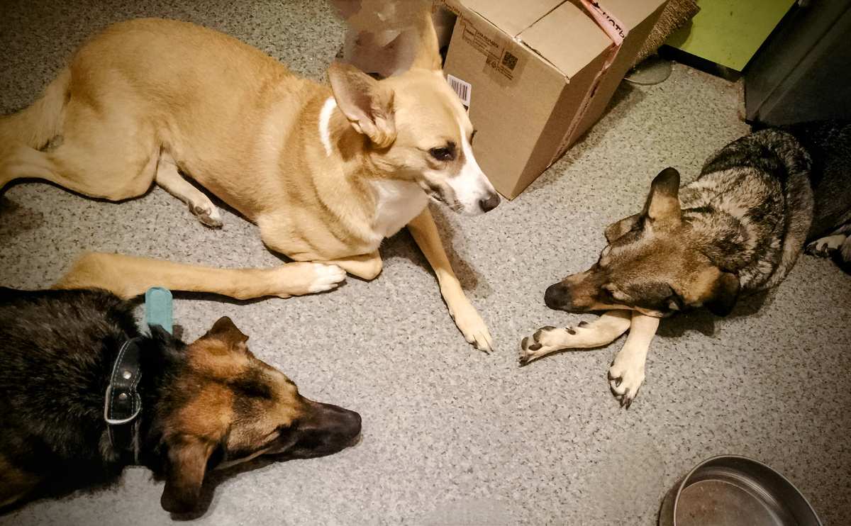 Платон, Алиса и Тося ждут своей кашки