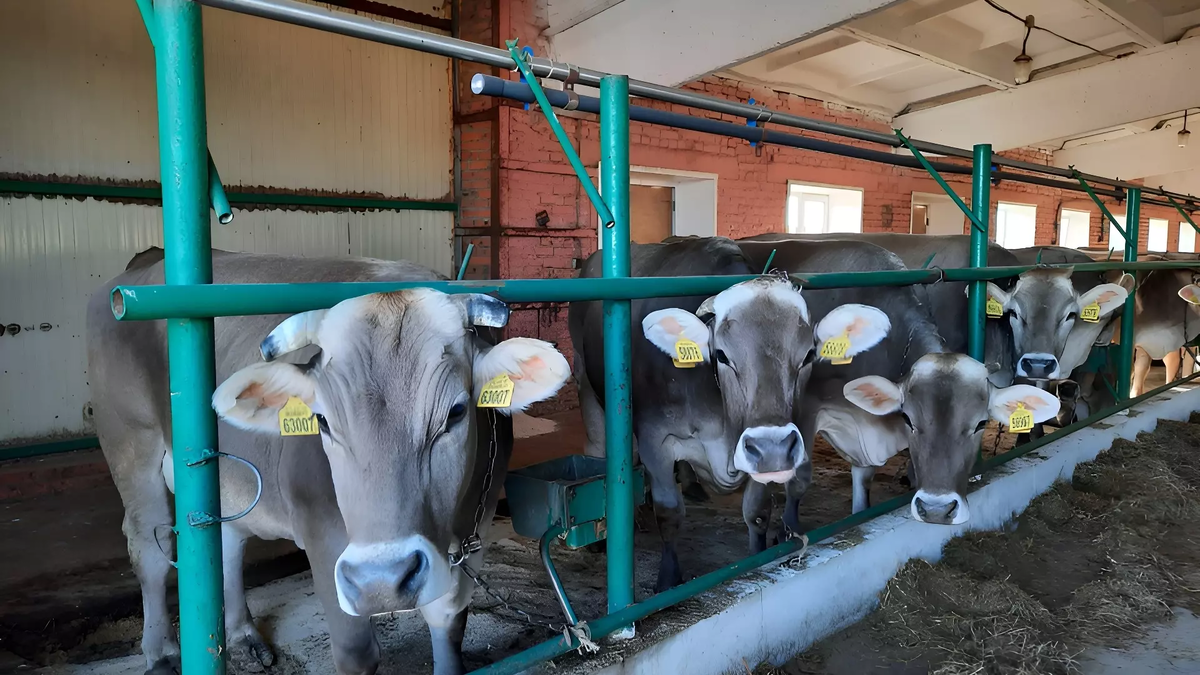 Фото: Пресс-служба министерства сельского хозяйства и продовольствия Хабаровского края. коровы