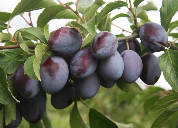 Как ухаживать за сливой для получения максимального урожая