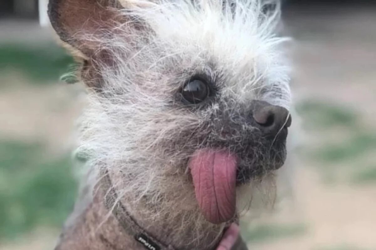    «Собаку Дэдпула» продают в Нижнем Новгороде за 1 млн рублей