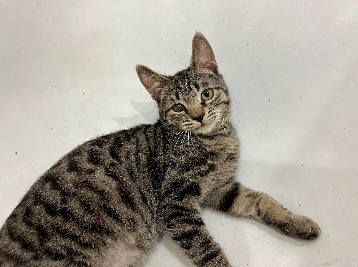 Котёнок по имени Глютен, пристраиваемый мной в течение 2 месяцев