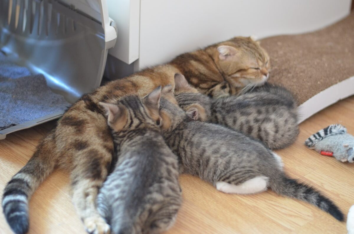 Дусенька и котятки, также нашедшие своих людей