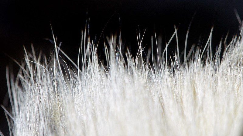 (с) Tambako the Jaguar. Шерсть снежного барса. 