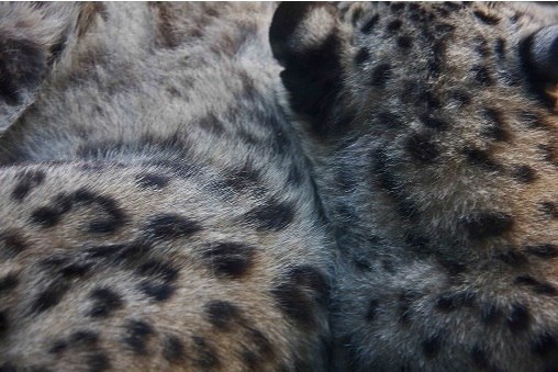 У ирбиса мех на отличку. Эти пятнышки не спутать ни с чем.  