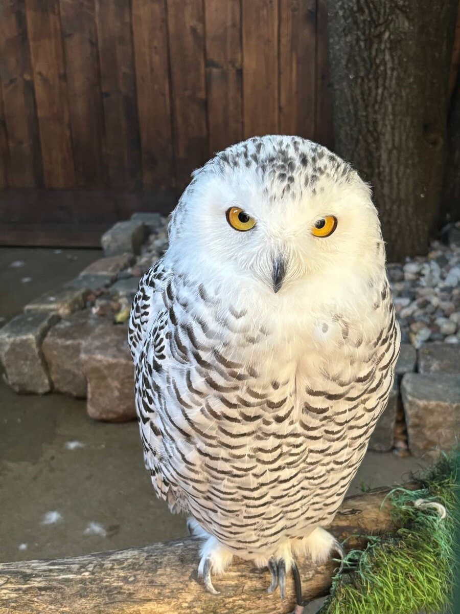 Вас ждёт погружение в гипнотический транс.
