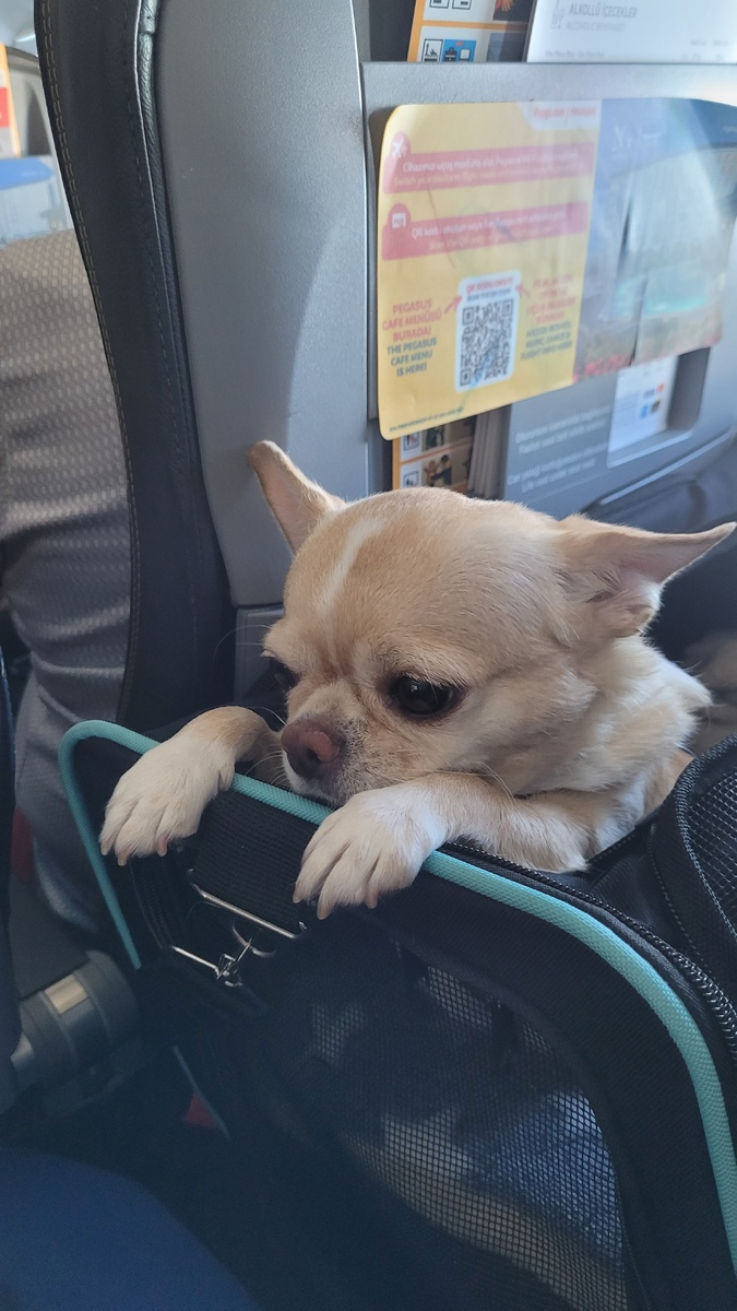 Пассажир. У нее отдельный билет. Фото автора.