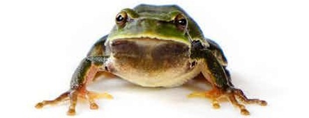 Самец восточной квакши (Hyla orientalis). Украина, 2018. Герман Оризаола, CC BY.