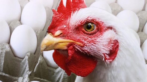   Россия ввела ограничения на ввоз мяса птицы и яиц из турецкой провинции Алина Городниченко