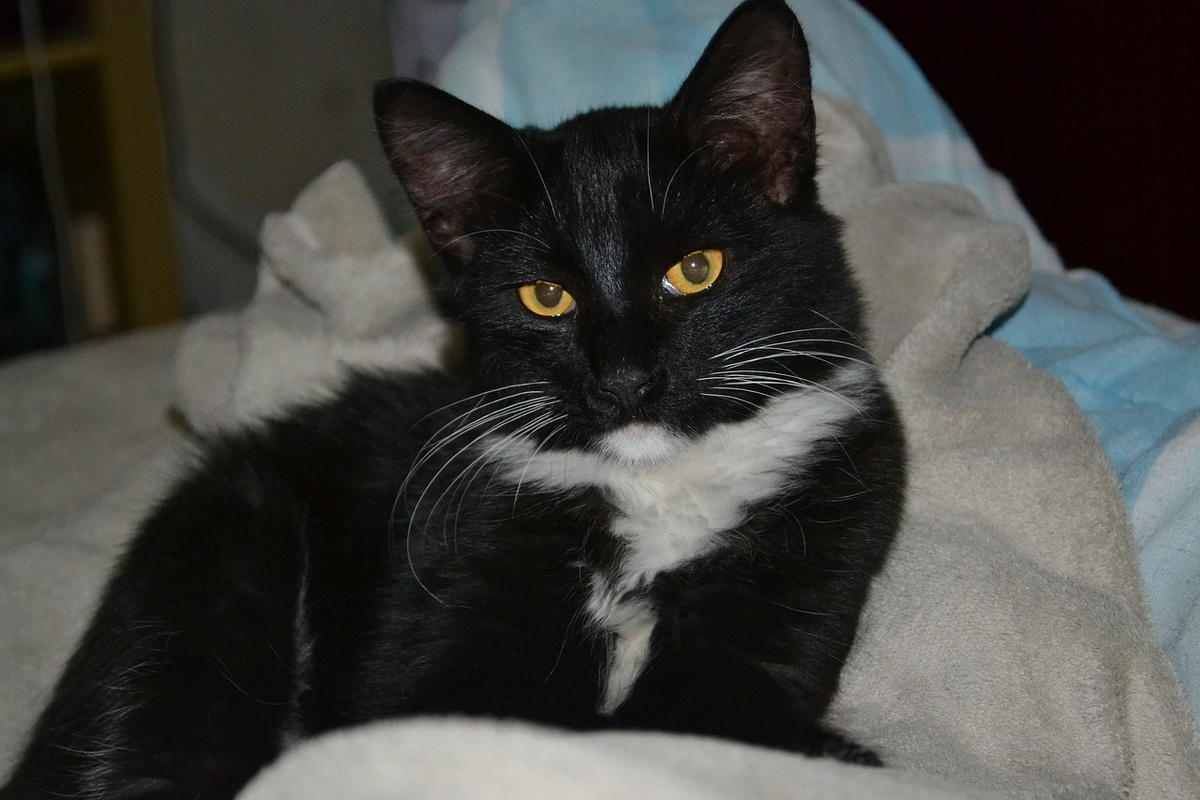 Бесплатное фото pixabay.com