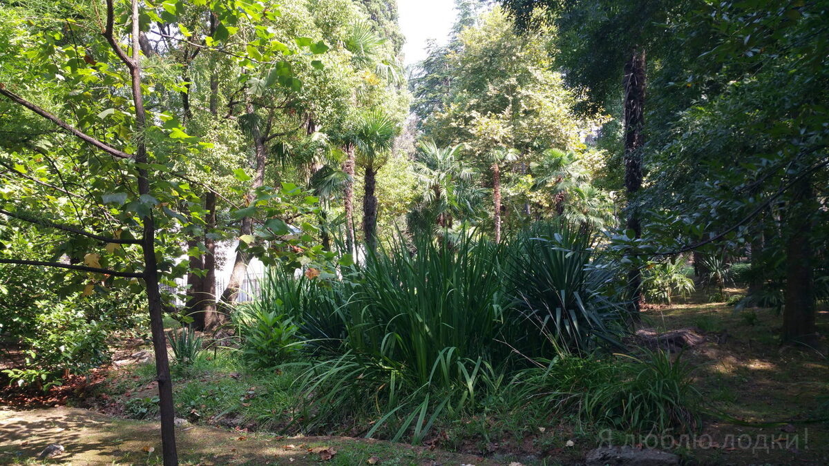 Дорога внезапно привела в джунгли