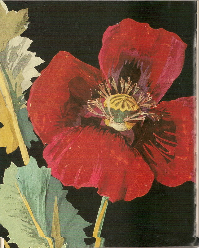 Papaver somniferum, The Opium Poppy, 18 October 1776, Mary Delany (detail)