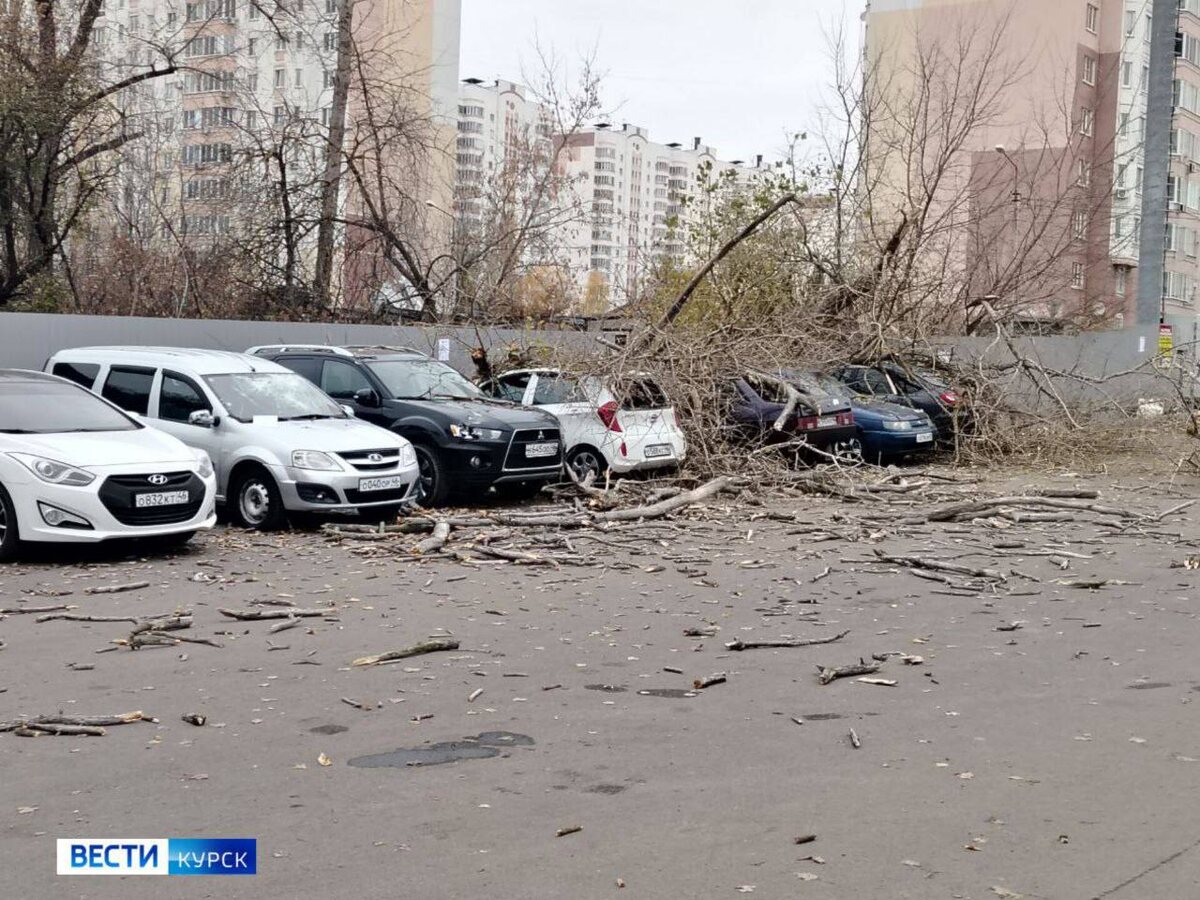    Спиленное дерево серьезно повредило 6 автомобилей на проспекте Клыкова в Курске