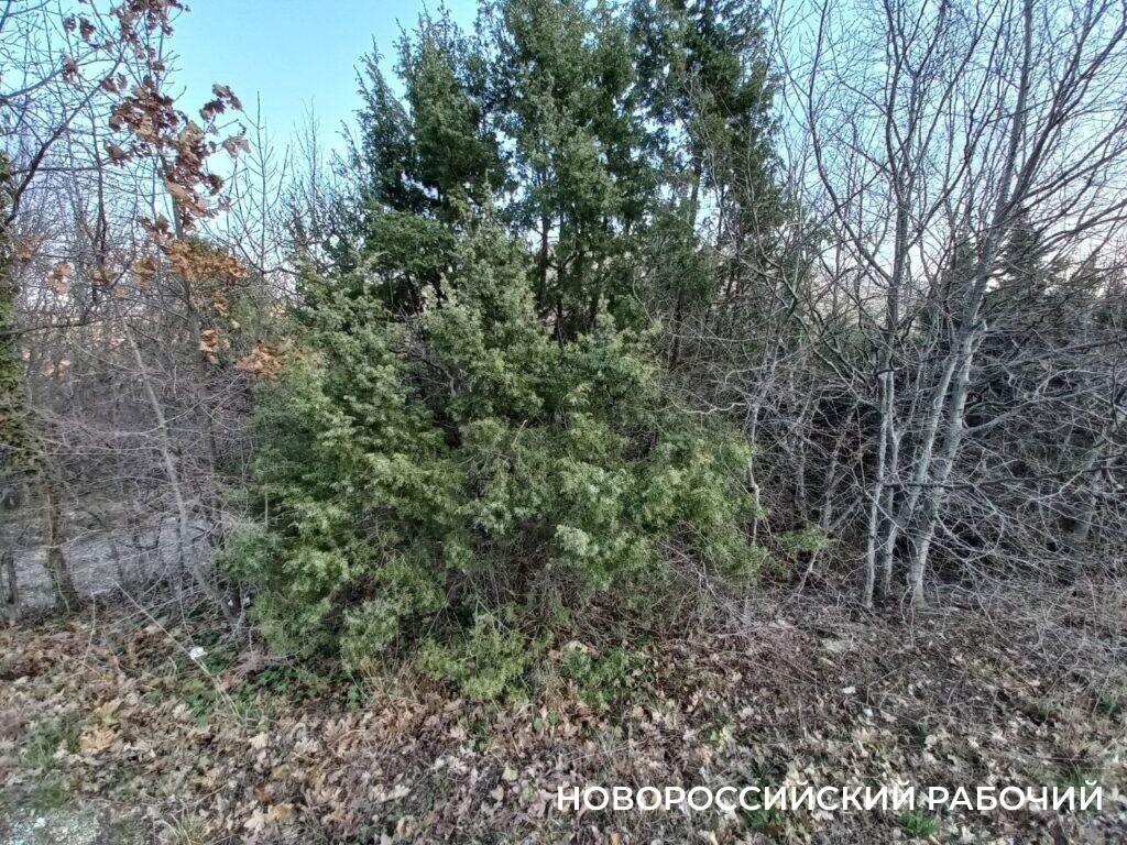    На фото автора заросли можжевельника в окрестностях Федотовки.