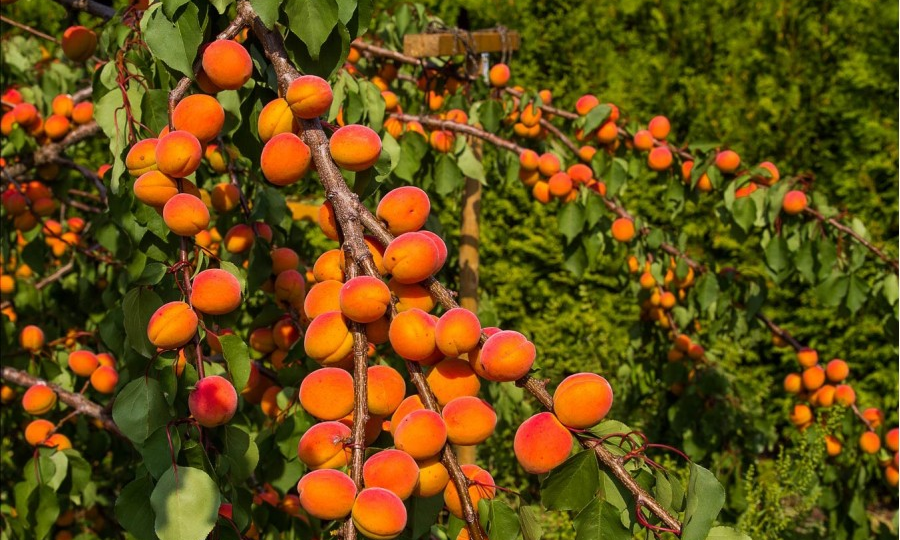 Абрикос: как защитить дерево от вымерзания зимой, выпревания весной и другие тонкости выращивания