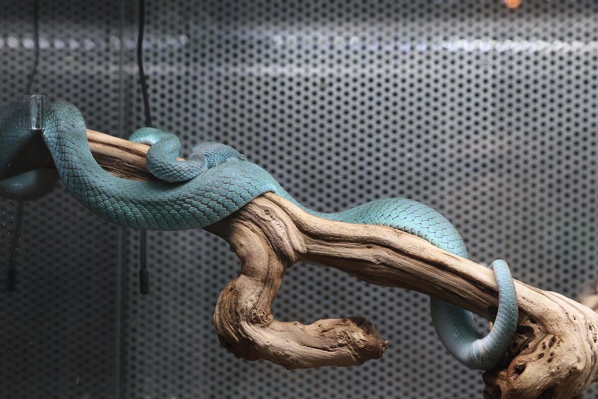    Ведущий зоолог Террариума Московского зоопарка призывает не бояться нашествия змей в наступающем году Змеи. Елена Купцова