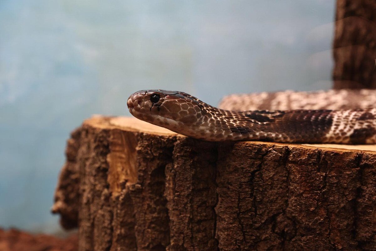    Наиболее примечательны в окраске индийской кобры так называемые очки – чёткий светлый рисунок на задней стороне шеи, который виден в оборонительной позиции.Елена Купцова