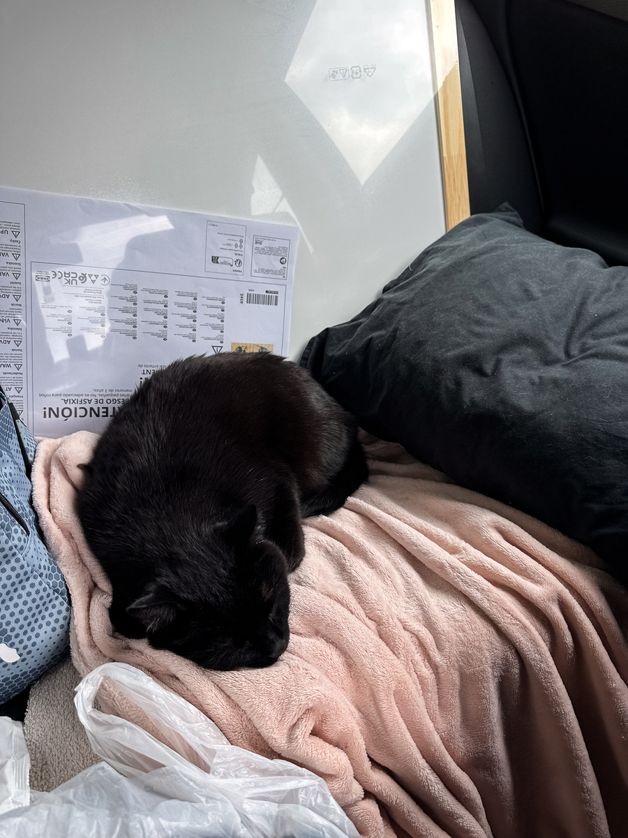 Кот-путешественник передает вам большой привет!