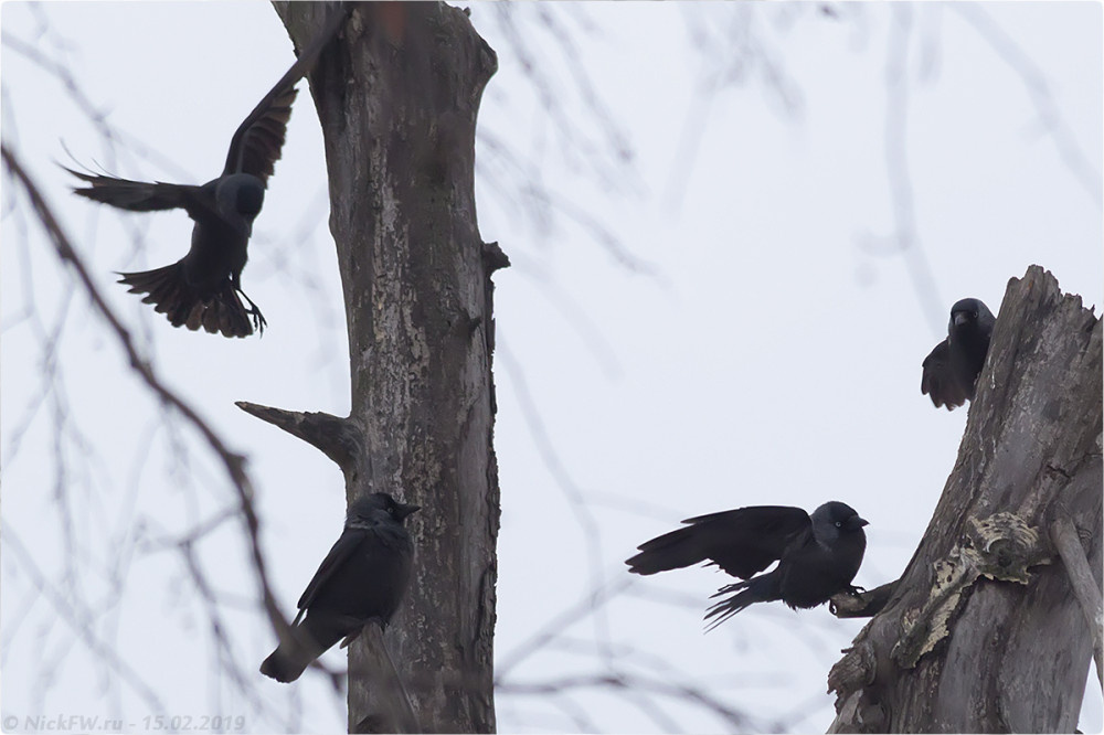 1. Галки © NickFW.ru — 15.02.2019г.