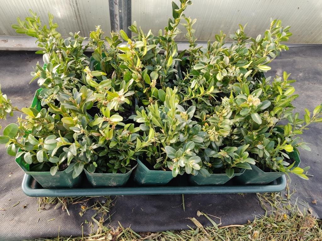 Фото 25 мая — горшочки с черенками. Мои маленькие самшиты