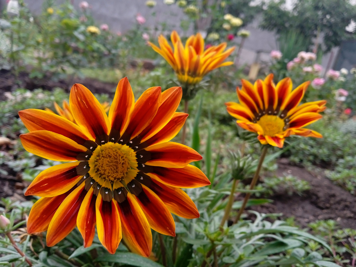 Собственное фото автора. Гацания в моём цветнике. Просто любуйтесь!)