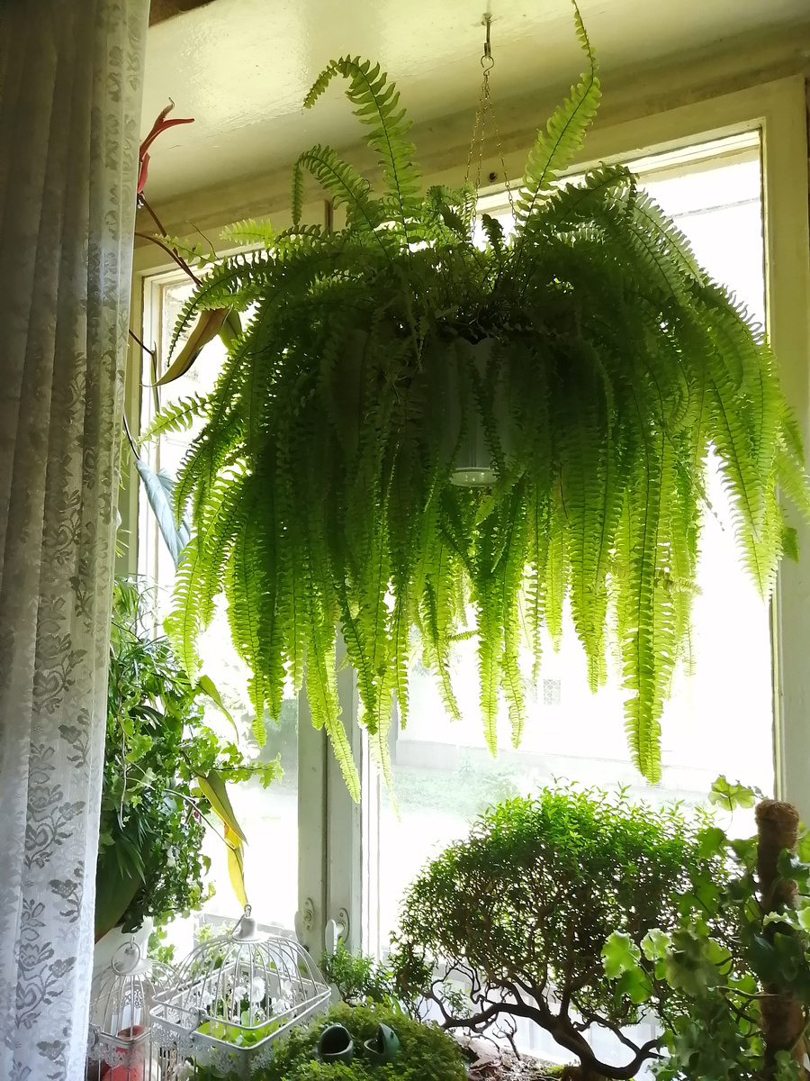 Папоротник нефролепис и другие наши комнатные растения