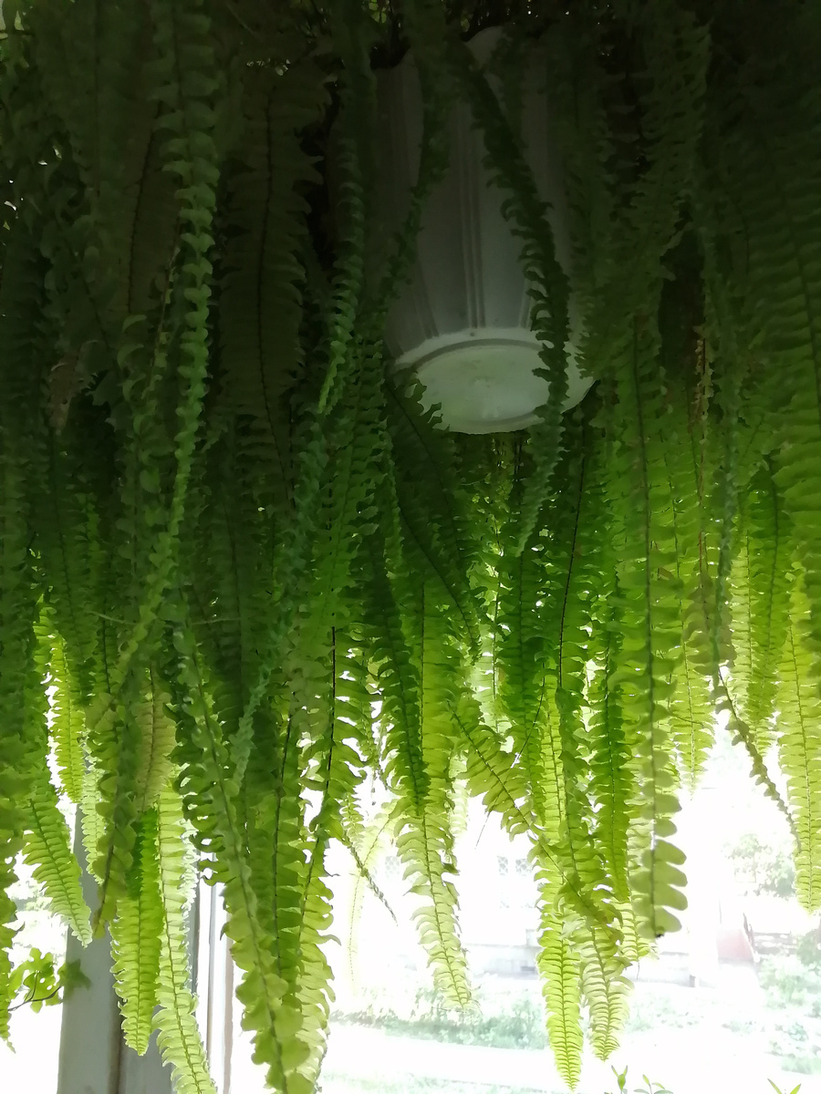 Тот же самый папоротник. Зелени много!