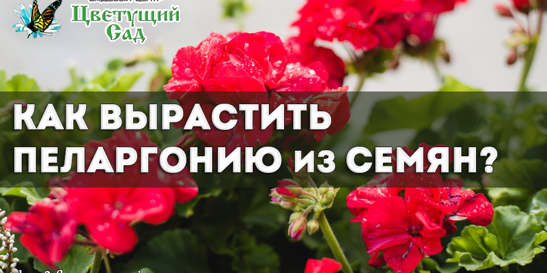 Как вырастить пеларгонию из семян