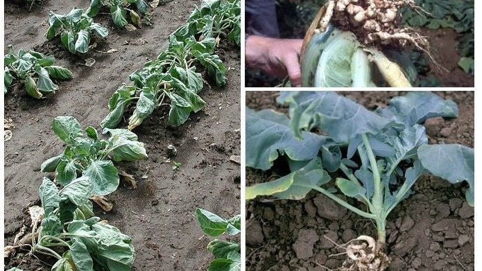 Фото с pinterest.com