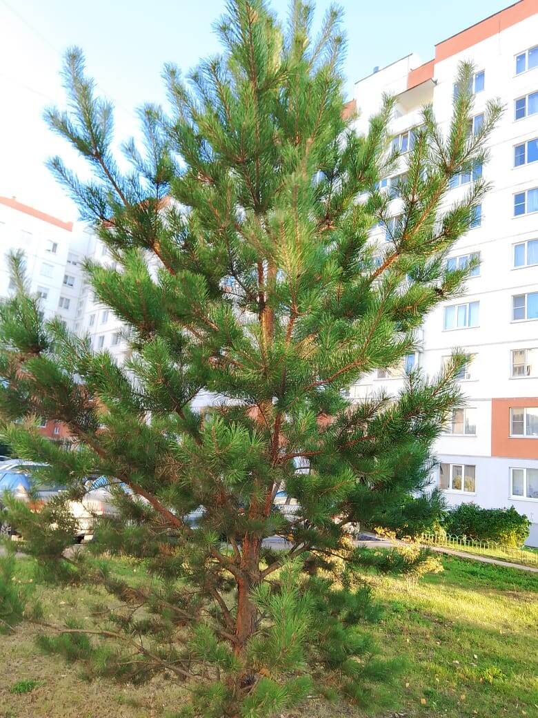 Фото автора. Просто молодая сосна, у которой все впереди.
