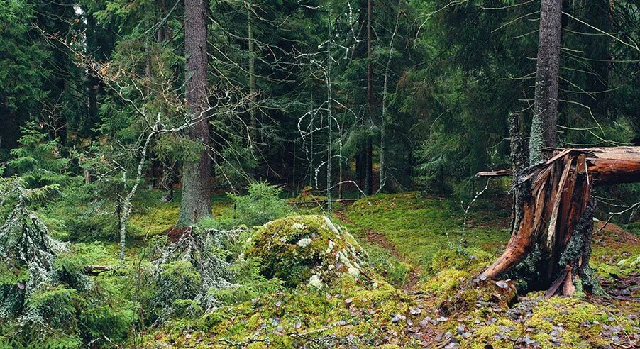 Тиль. Швеция