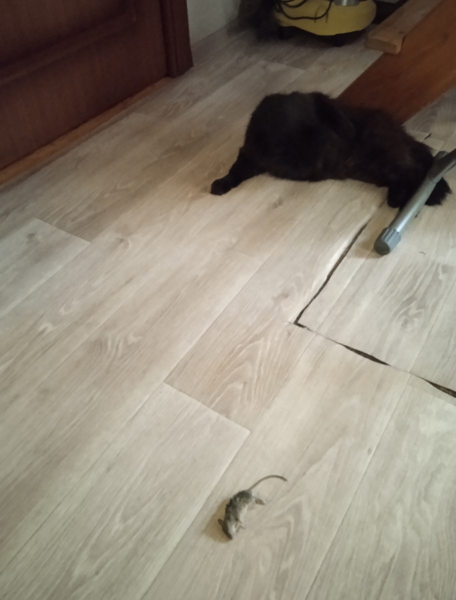 Это Васька принес меха на шубу.