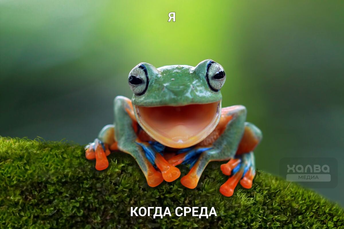 Почему лягушка любит именно среду — неизвестно. Источник: Shutterstock📷
